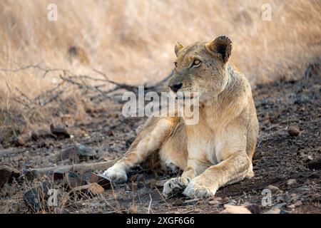 Lion (Panthera leo), femelle adulte, couchée, savane africaine, parc national Kruger, Afrique du Sud Banque D'Images