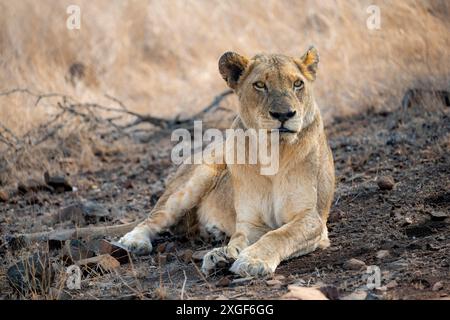 Lion (Panthera leo), femelle adulte, couchée, savane africaine, parc national Kruger, Afrique du Sud Banque D'Images