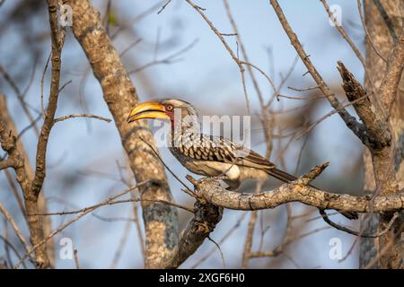 Cornbill à anneaux rouges (Tockus leucomelas) assis sur une branche contre un ciel bleu, parc national Kruger, Afrique du Sud Banque D'Images