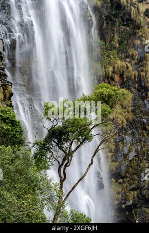 Arbre devant une cascade, Lisbonne Falls, longue exposition, près de Graskop, Mpumalanga, Afrique du Sud Banque D'Images