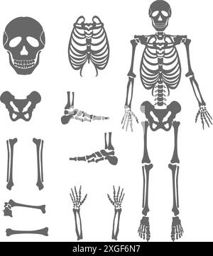 Ensemble de collection silhouette squelette d'os humains Illustration de Vecteur