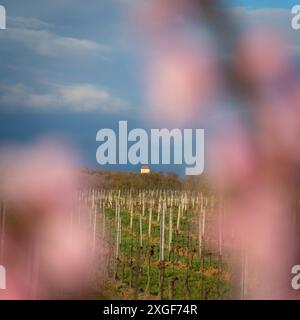 Petite chapelle dans les vignobles du Burgenland Banque D'Images