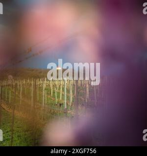 Petite chapelle dans les vignobles du Burgenland Banque D'Images