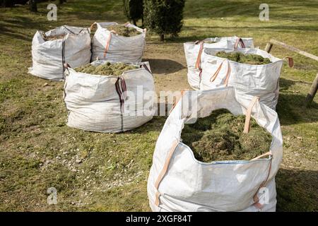 Groupe de Sacks plein d'herbe coupée. Entretien de jardinage sur le parc Banque D'Images