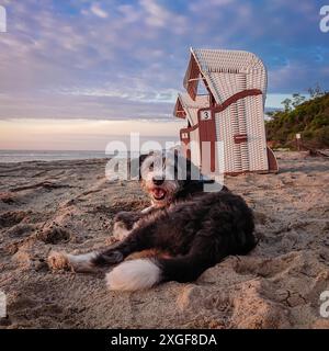 Un chien noir et blanc sur la plage de l'allemand island Poel avec deux chaises de plage en osier sous toit Banque D'Images