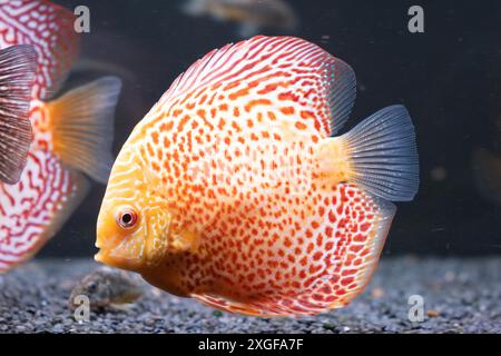 Poisson discus tropical orangé (Symphysodon) dans un aquarium. Problèmes de croissance Banque D'Images