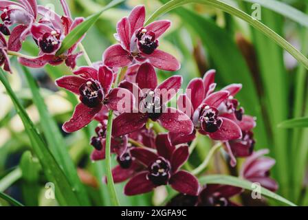 Vin rouge orchidée Cymbidium floraison dans le jardin botanique, photographie Banque D'Images