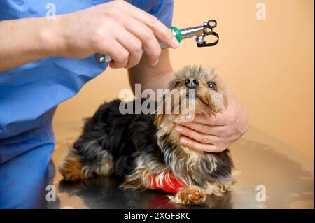 Vétérinaire examinant l'œil du chien à travers l'ophtalmoscope. Photo de haute qualité Banque D'Images