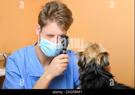 Vétérinaire examinant l'œil du chien à travers l'ophtalmoscope. Photo de haute qualité Banque D'Images