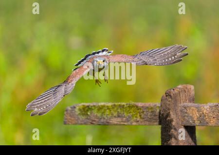 Kestrel commun Falco tinnunculus, adulte, volant masculin, Suffolk, Angleterre, juin Banque D'Images