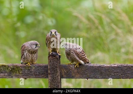 Cancerelle commune Falco tinnunculus, 3 juvéniles perchés sur une clôture avec le campagnol Myodes glareolus, proie adulte, Suffolk, Angleterre, juin Banque D'Images