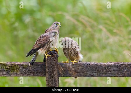 Cancerelle commune Falco tinnunculus, 3 juvéniles perchés sur une clôture avec le campagnol Myodes glareolus, proie adulte, Suffolk, Angleterre, juin Banque D'Images