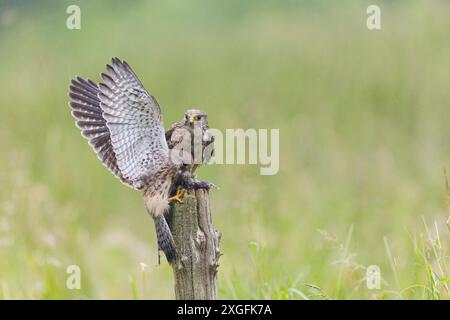 Crécerelle commune Falco tinnunculus, femelle adulte et juvénile perché sur moignon avec campagnol de banque Myodes glareolus, proie adulte, Suffolk, Angleterre, juin Banque D'Images