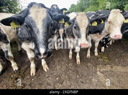 Dunsford, Devon, Royaume-Uni. 08 juillet 2024. Météo Royaume-Uni : vaches mouillées dans un champ boueux près de Dunsford, Devon pendant les fortes pluies prévues. Crédit : Nidpor/Alamy Live News Banque D'Images