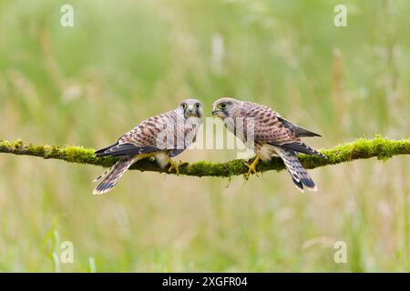 Cancerelle commune Falco tinnunculus, 2 juvéniles perchés sur une branche couverte de mousse, Suffolk, Angleterre, juin Banque D'Images