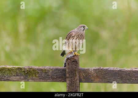 Crécerelle commune Falco tinnunculus, juvénile perché sur une clôture avec le campagnol Myodes glareolus, proie adulte, Suffolk, Angleterre, juin Banque D'Images