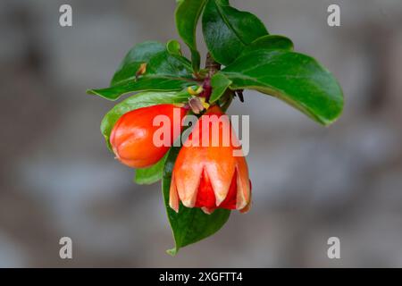 Gros plan de bourgeon de fleur de grenade (Punica granatum) dans un jardin en Italie en été Banque D'Images