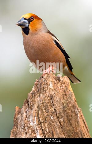 Hawfinch, Coccothraustes occothraustes, forêt méditerranéenne, Castilla y Leon, Espagne, Europe Banque D'Images