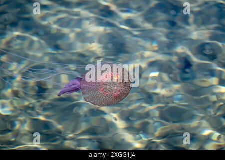 Méduses adultes avec progéniture, mer Méditerranée, Lipari, Italie Banque D'Images