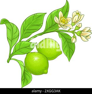 Illustration détaillée colorée de branche de chaux. Illustration de Vecteur
