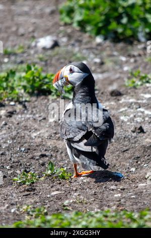 Un macareux de l'Atlantique (Fratercula arctica) sur les îles Farne dans le Northumberland, Royaume-Uni. Banque D'Images