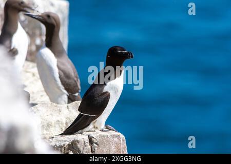 Un razorbill (ALCA torda), un membre de la famille Auk, perche sur les rochers des îles Farne, Northumberland, Royaume-Uni avec Guillemot's en arrière-plan. Banque D'Images