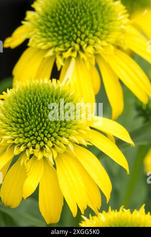 Fleurs jaunes d'Echinacea purpurea 'Sunny Days Lemon' Banque D'Images
