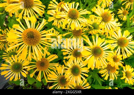 Echinacea purpurea 'Sunny Yellow passion' juillet jardin vivaces beauté floraison affichage Coneflowers Banque D'Images