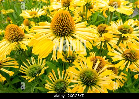 Têtes de fleurs jaunes cônes Hardy cultivar Echinacea purpurea 'Sunny Yellow passion' Banque D'Images