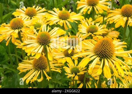 Pourpre coneflower Echinacea purpurea 'Sunny Yellow passion' Echinaceas Coneflowers cônes Hardy Flowerheads plantes de jardin plantes vivaces fleurs herbacées Banque D'Images