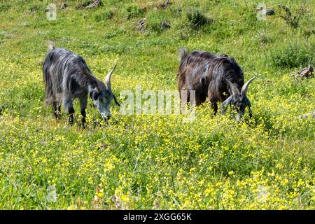 Chèvres sur l'île de Vulcano, Italie Banque D'Images