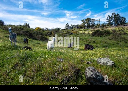 Chèvres sur l'île de Vulcano, Italie Banque D'Images