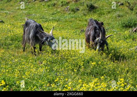 Chèvres sur l'île de Vulcano, Italie Banque D'Images