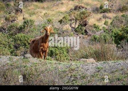 Chèvres sur l'île de Vulcano, Italie Banque D'Images
