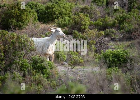Chèvres sur l'île de Vulcano, Italie Banque D'Images