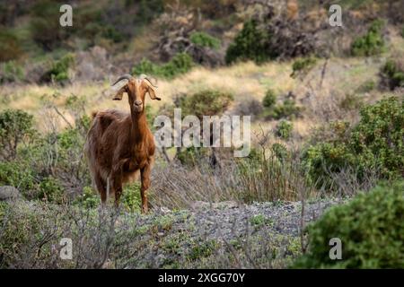 Chèvres sur l'île de Vulcano, Italie Banque D'Images