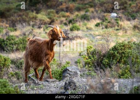 Chèvres sur l'île de Vulcano, Italie Banque D'Images
