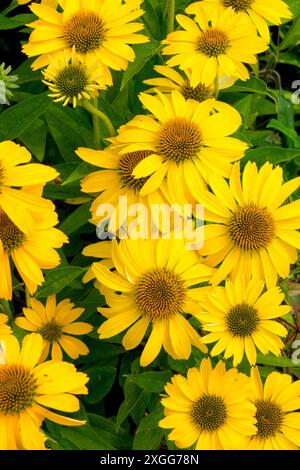 Echinacea purpurea 'Papallo Classic Deep Yellow' fleurs têtes Echinaceas jaune floraison jardin plantes vivaces Herbaceous juillet été Echinaceas Banque D'Images