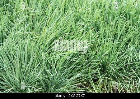 Koeleria glauca 'Coolio' large Blue Hairgrass jardin plantes vivaces herbes ornementales herbacées Banque D'Images