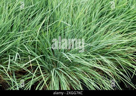 Koeleria glauca 'Coolio' large Blue Hairgrass Garden Plant plantes vivaces Herbaceous herbe ornementale tuftée Banque D'Images