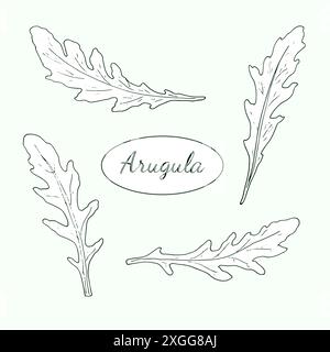 Feuilles de roquette. Illustration dessinée à la main de rucola, eruca sativa. Nourriture biologique naturelle fraîche. Herbe saine isolée sur fond blanc Illustration de Vecteur