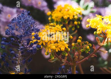 Gros plan de fleurs jaunes et violettes vibrantes dans un jardin, avec un fond de flou, Royaume-Uni, Europe Banque D'Images