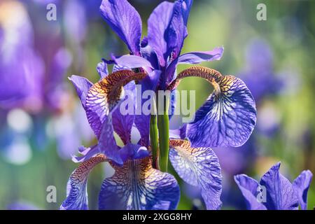 Gros plan d'une fleur d'iris violette vibrante avec des motifs complexes sur ses pétales, sur fond vert flou, Royaume-Uni, Europe Banque D'Images