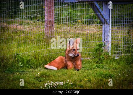 Un loup à fourreau allongé sur l'herbe dans une enceinte avec une clôture en fil de fer, Doncaster, Yorkshire, Angleterre, Royaume-Uni, Europe Banque D'Images