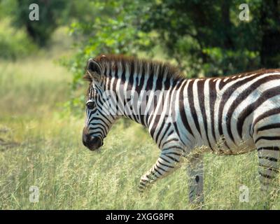 Beau jeune zèbre entre les arbres dans la savane. Végétation verte due à la saison des pluies. Réserve naturelle au Botswana. Safari et lecteur de jeu. Moremi Na Banque D'Images