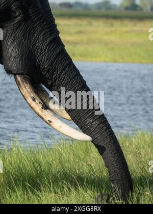 Gros plan du tronc et des défenses d'un éléphant africain à la recherche de nourriture dans le delta de l'Okavango. Prairies vertes et la rivière Chobe en arrière-plan Banque D'Images