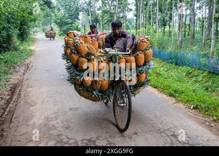 Dhaka, Bangladesh. 09 juillet 2024. Des agriculteurs défilent des vélos chargés d'ananas sur un marché de la ville de Tangail, au nord-ouest de Dhaka, au Bangladesh. L'utilisation de vélos réduit les coûts de transport pour les agriculteurs, qui peuvent transporter jusqu'à 100 ananas sur chaque vélo. Les ananas récoltés sont chargés dans des vélos et poussés à travers une forêt jusqu’au plus grand marché d’ananas du Bangladesh. L'ananas a été cultivé sur 8 000 hectares de terres où 3 00 000 tonnes d'ananas sont produites à Tangail, au Bangladesh, la plus grande zone de culture du pays. Crédit : ZUMA Press, Inc/Alamy Banque D'Images