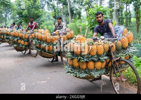 Dhaka, Bangladesh. 09 juillet 2024. Des agriculteurs défilent des vélos chargés d'ananas sur un marché de la ville de Tangail, au nord-ouest de Dhaka, au Bangladesh. L'utilisation de vélos réduit les coûts de transport pour les agriculteurs, qui peuvent transporter jusqu'à 100 ananas sur chaque vélo. Les ananas récoltés sont chargés dans des vélos et poussés à travers une forêt jusqu’au plus grand marché d’ananas du Bangladesh. L'ananas a été cultivé sur 8 000 hectares de terres où 3 00 000 tonnes d'ananas sont produites à Tangail, au Bangladesh, la plus grande zone de culture du pays. Crédit : ZUMA Press, Inc/Alamy Banque D'Images