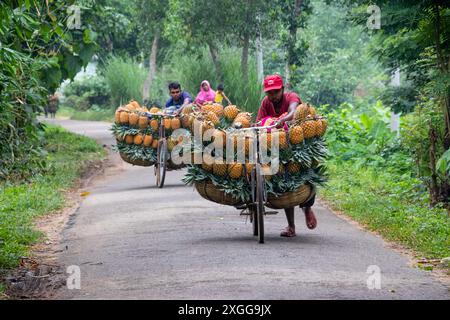 Dhaka, Bangladesh. 09 juillet 2024. Des agriculteurs défilent des vélos chargés d'ananas sur un marché de la ville de Tangail, au nord-ouest de Dhaka, au Bangladesh. L'utilisation de vélos réduit les coûts de transport pour les agriculteurs, qui peuvent transporter jusqu'à 100 ananas sur chaque vélo. Les ananas récoltés sont chargés dans des vélos et poussés à travers une forêt jusqu’au plus grand marché d’ananas du Bangladesh. L'ananas a été cultivé sur 8 000 hectares de terres où 3 00 000 tonnes d'ananas sont produites à Tangail, au Bangladesh, la plus grande zone de culture du pays. Crédit : ZUMA Press, Inc/Alamy Banque D'Images