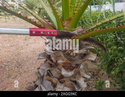 Taille de palmier avec scie à main à perche extensible. Taille dans les activités de jardinage en hauteur Banque D'Images